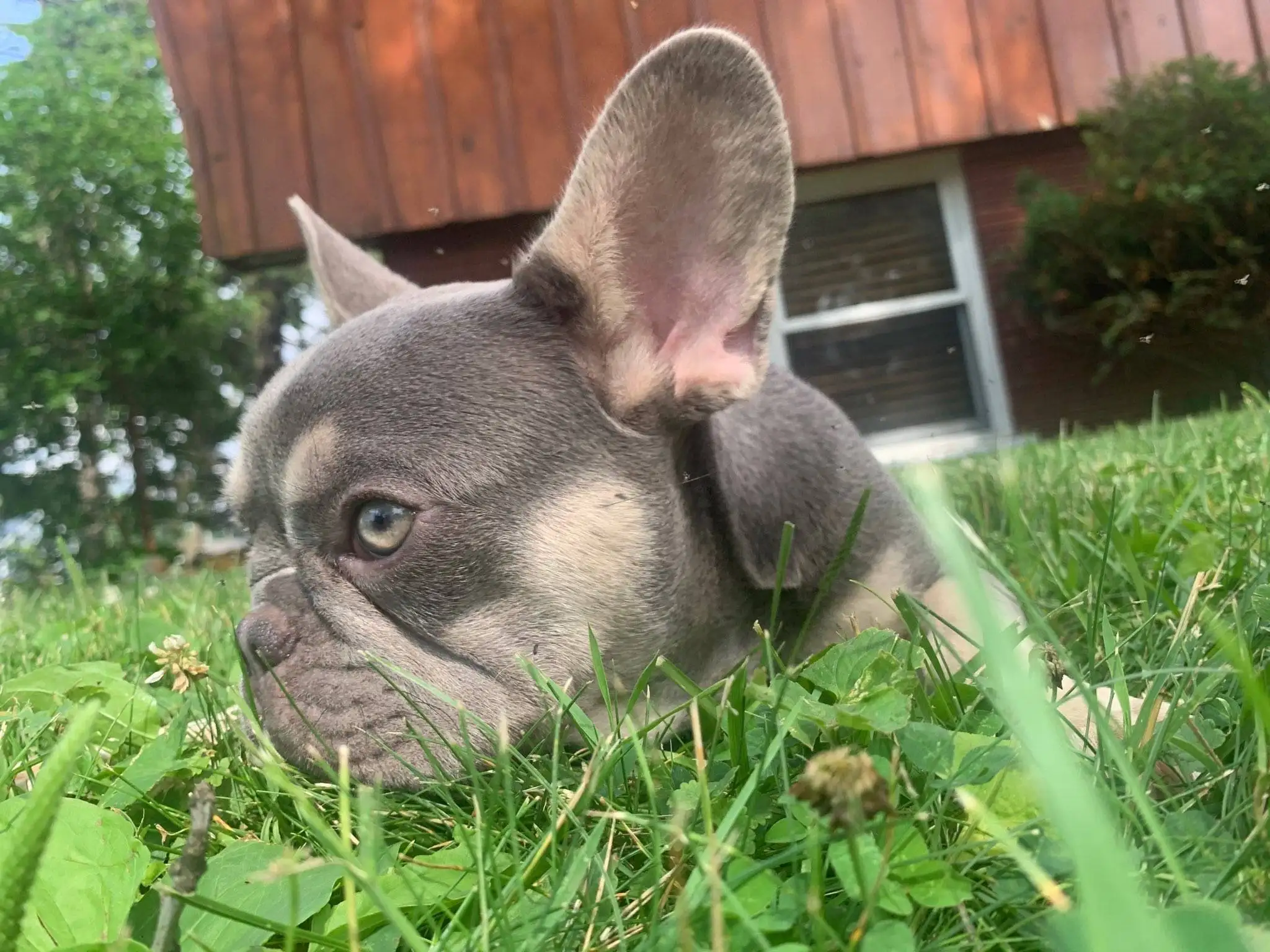 French Bulldogs For Sale Los Angeles Exotic Frenchies in