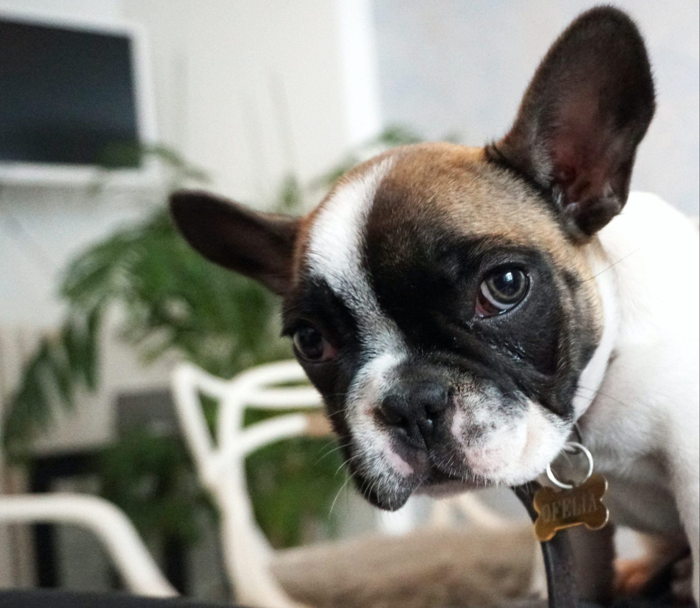 How To Build A Bond With Your French Bulldog Chicago Il