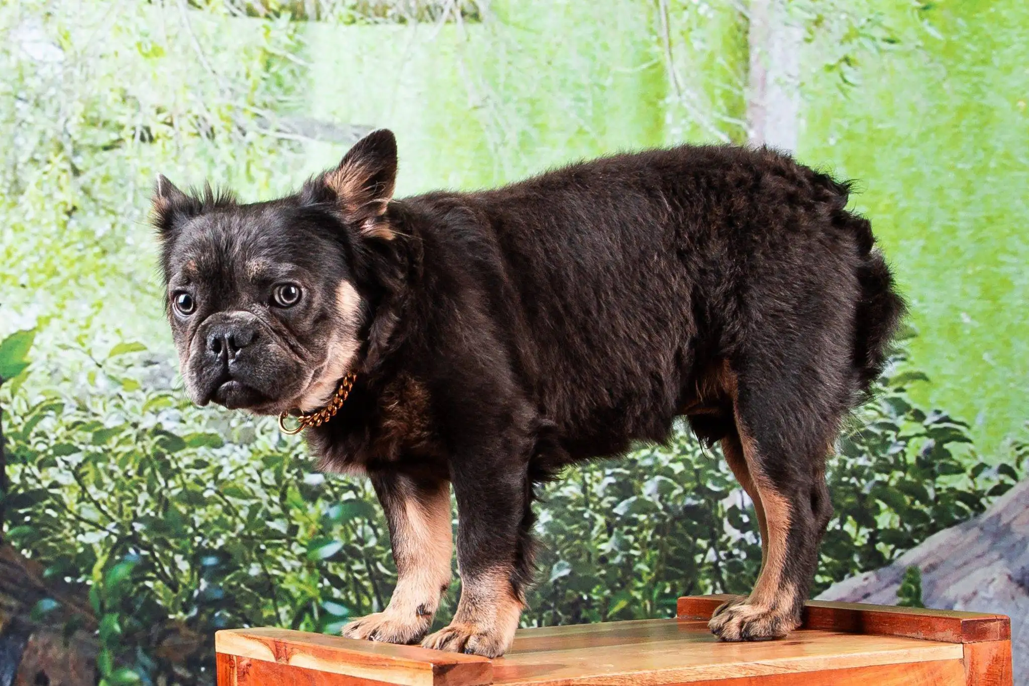 Exotic Frenchies for Sale Fluffy, Isabella, Merle Ship Nationwide