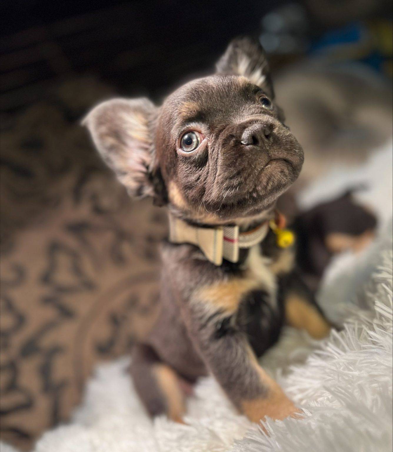 Exotic Frenchies for Sale Fluffy, Isabella, Merle Ship Nationwide