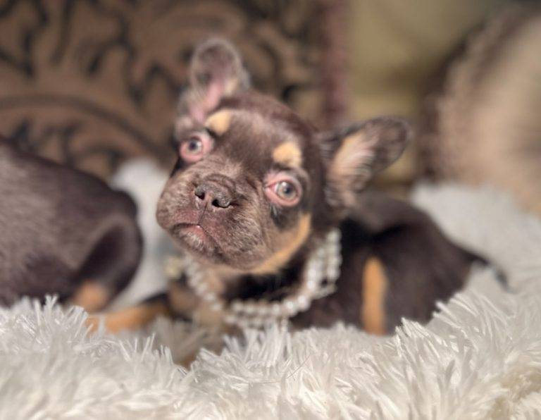 Exotic Frenchies for Sale Fluffy, Isabella, Merle Ship Nationwide