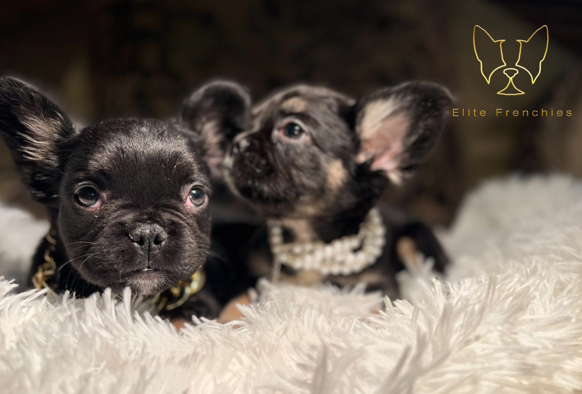 Exotic Frenchies for Sale Orlando FL