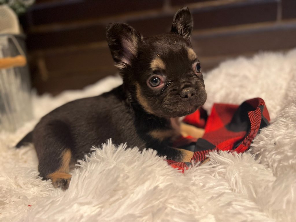 Exotic Frenchies Puppies for Sale in Santa María, California
