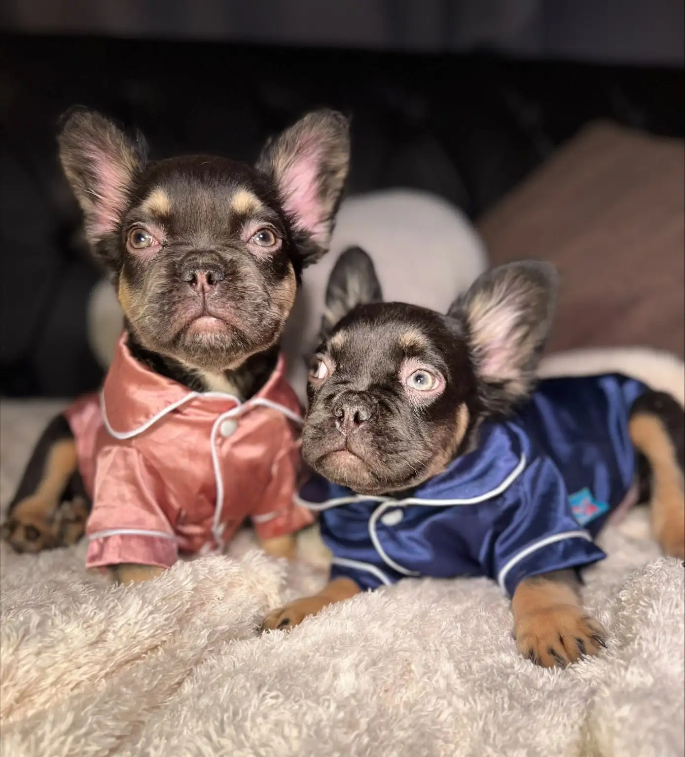 Exotic Frenchies for Sale Fluffy, Isabella, Merle Ship Nationwide