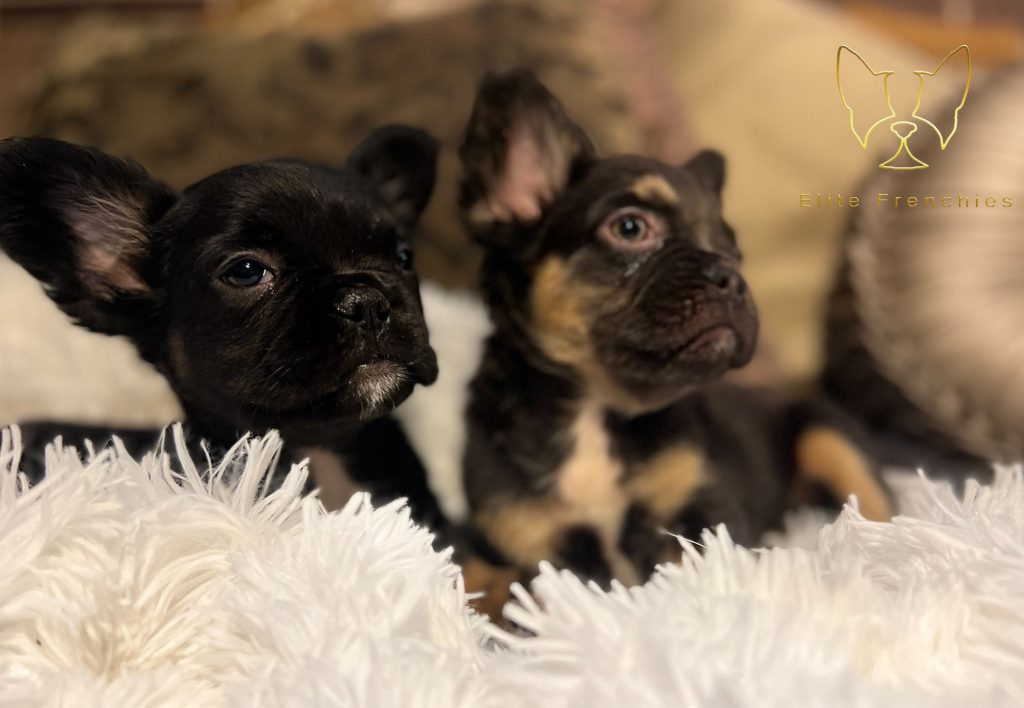 Best Exotic Frenchies for Sale
