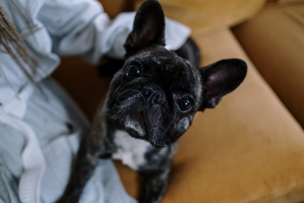 History characteristics and famous owners of the French Bulldog