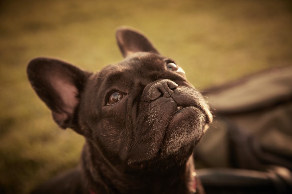 History characteristics and famous owners of the French Bulldog