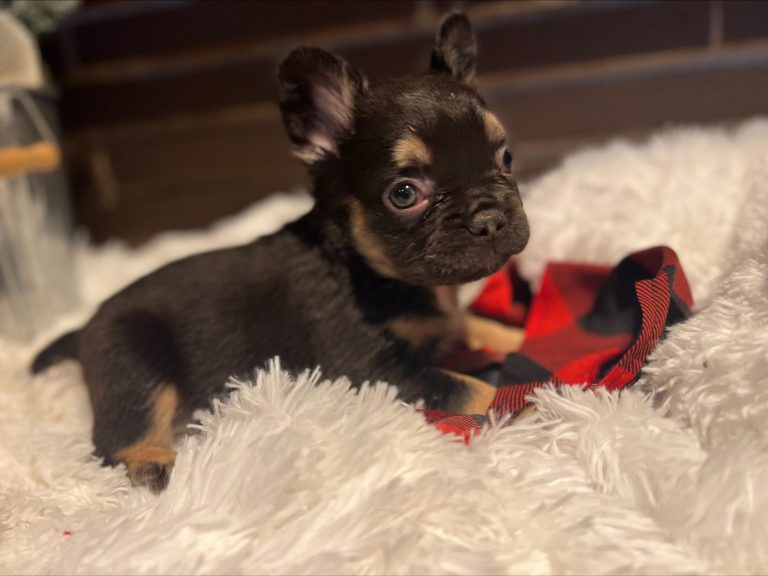 Exotic frenchie puppies for sale