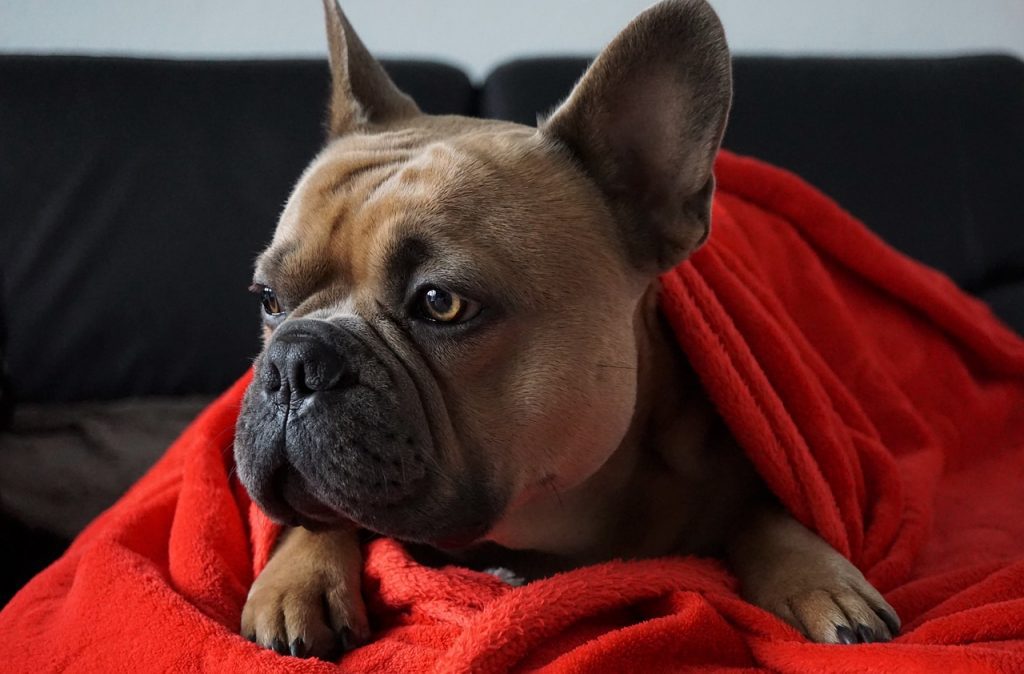 What are the most common health problems in French Bulldogs