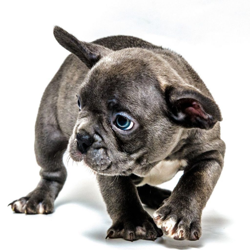 Are There Any Health Concerns Associated With Exotic Traits In French Bulldogs - blue eyes