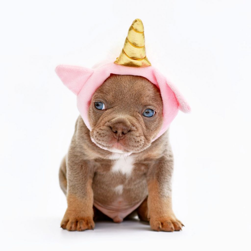Are There Any Health Concerns Associated With Exotic Traits In French Bulldogs - concern health