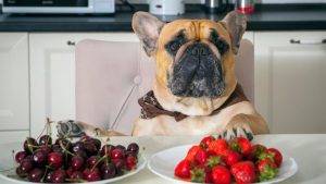 Are There Special Dietary Considerations For Fluffy French Bulldogs