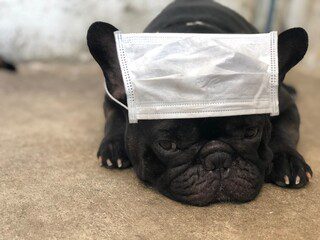 Are There Special Dietary Considerations For Fluffy French Bulldogs - allergies