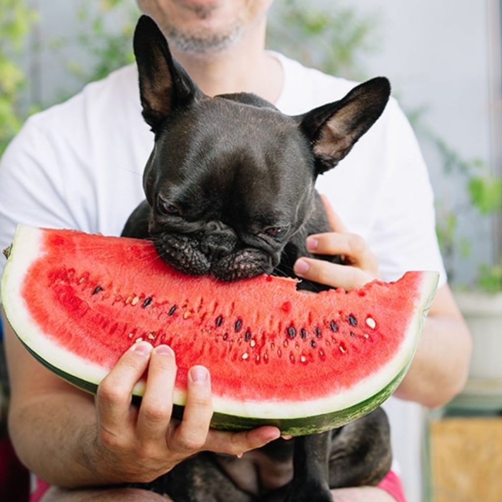 are-there-special-dietary-considerations-for-fluffy-french-bulldogs-frenchie-eating-watermelon