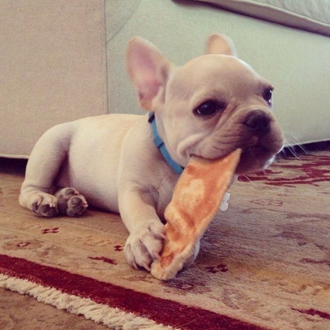 Are There Special Dietary Considerations For Fluffy French Bulldogs