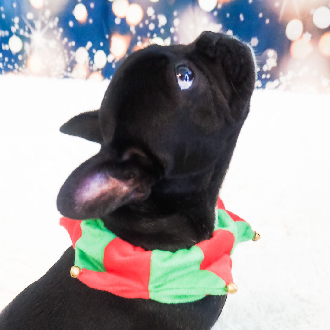 Exotic French Bulldogs for sale in San Antonio TX