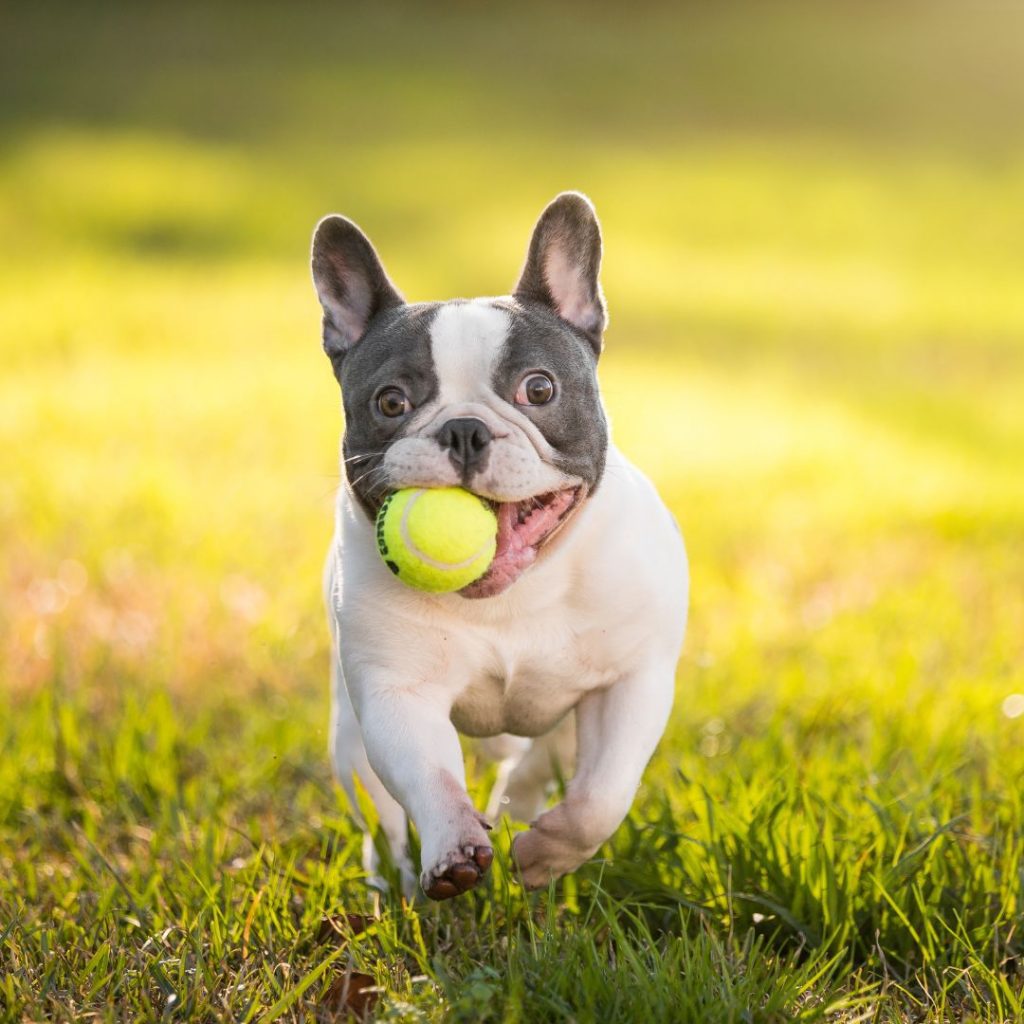 How Can You Ensure That A French Bulldog Lives A Healthy And Happy Life - play time