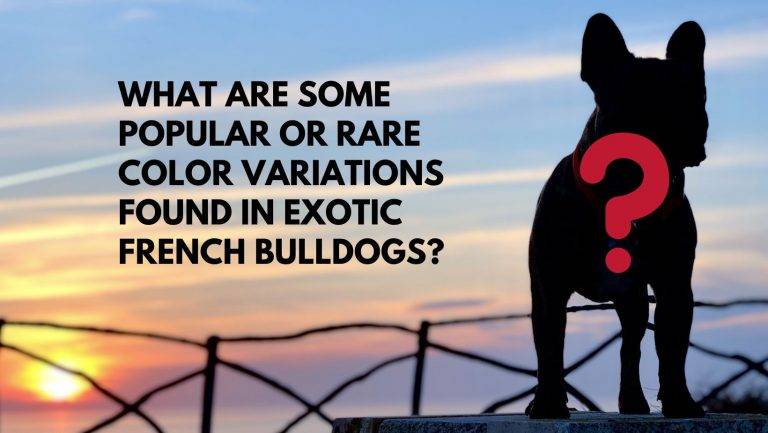 What Are Some Popular Or Rare Color Variations Found In Exotic French Bulldogs