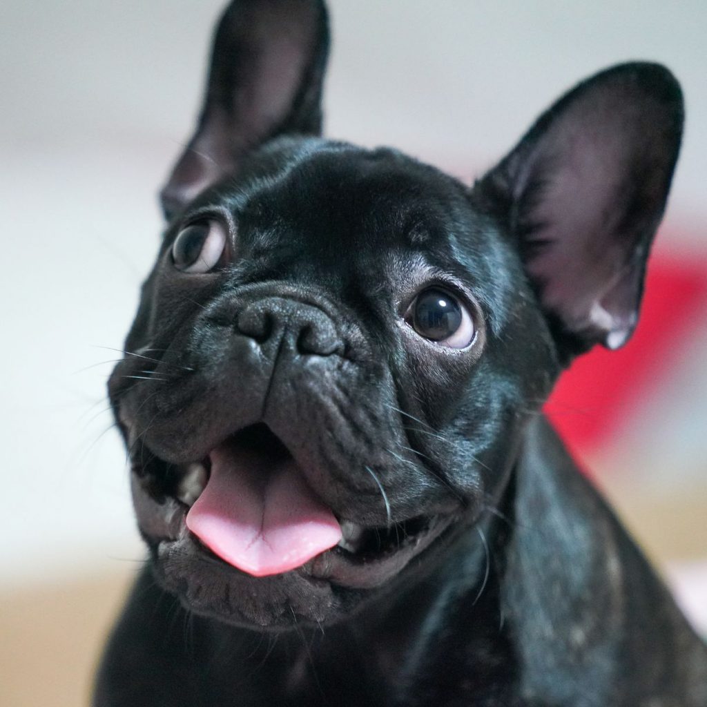 what-are-some-popular-or-rare-color-variations-found-in-exotic-french-bulldogs-black-frenchie