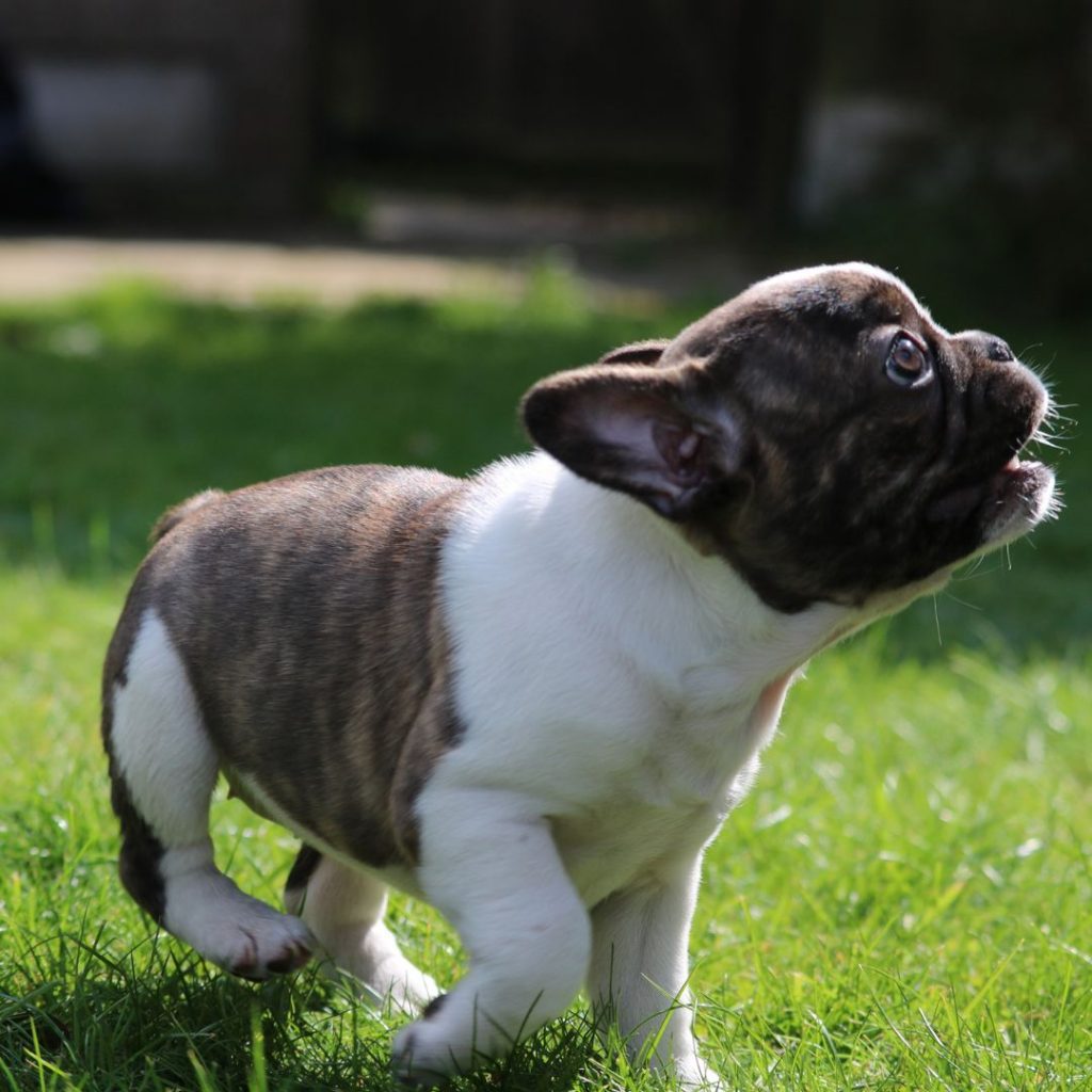what-are-some-popular-or-rare-color-variations-found-in-exotic-french-bulldogs-brindle-frenchie