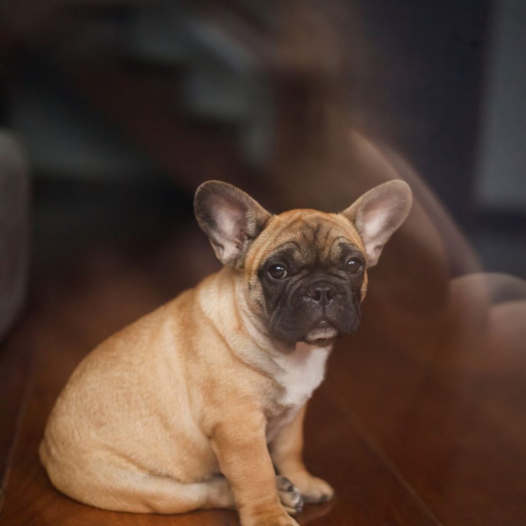 What Are Some Popular Or Rare Color Variations Found In Exotic French Bulldogs - fawn frenchie