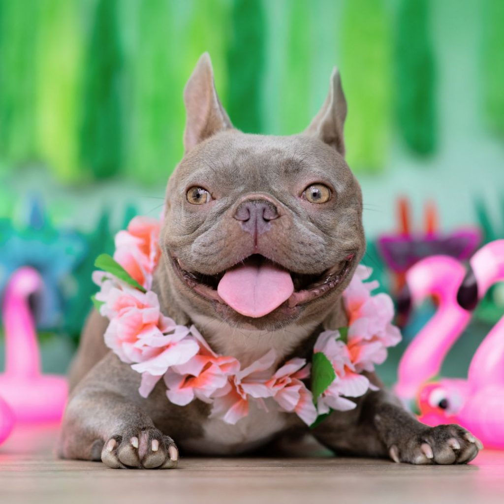 what-are-some-popular-or-rare-color-variations-found-in-exotic-french-bulldogs-lilac