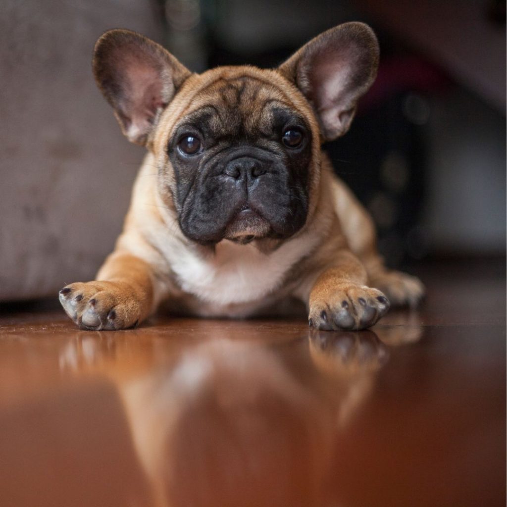 What Are The Most Sought After Exotic Characteristics In French Bulldogs - short legs