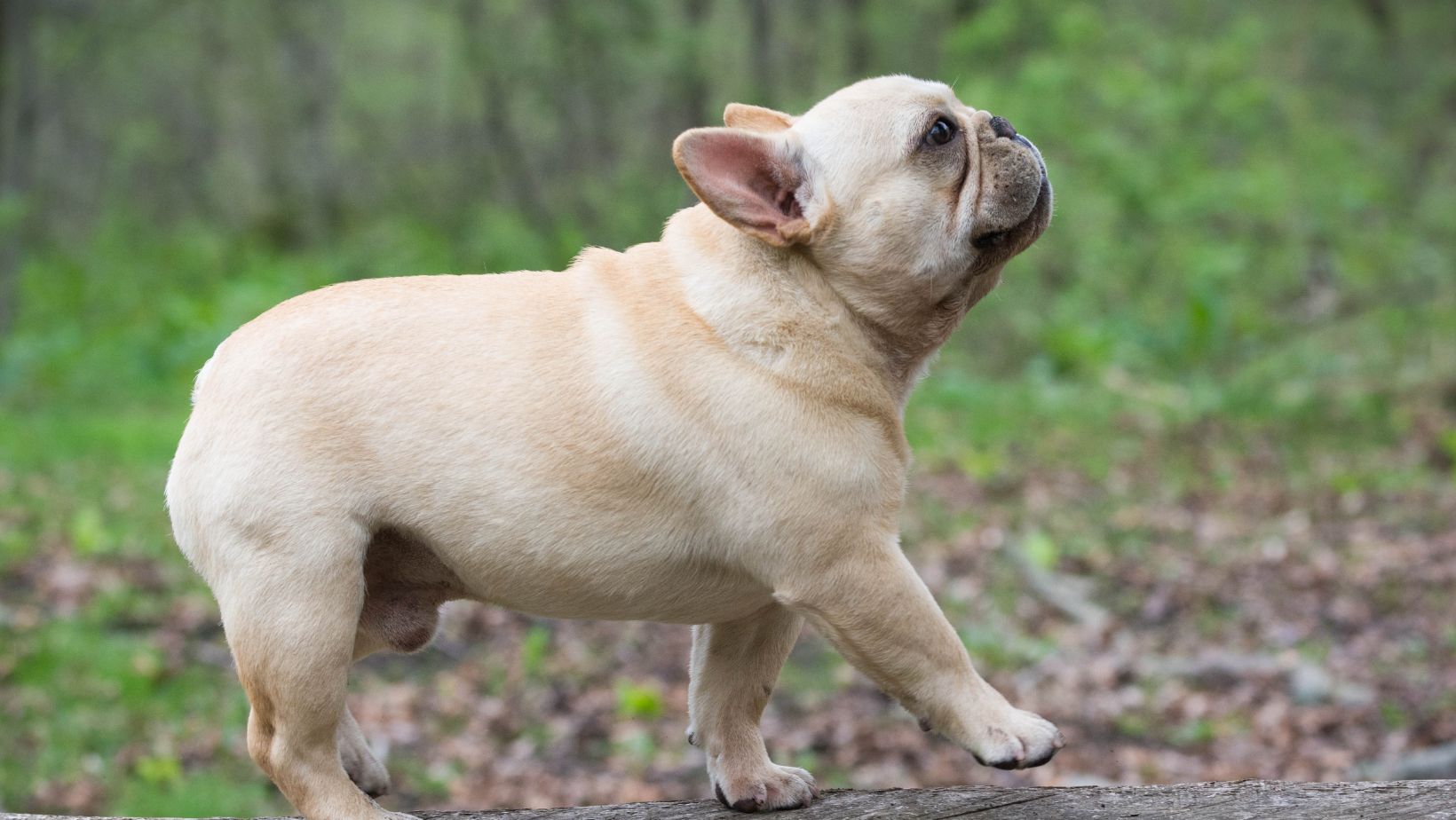 What Are The Most Sought After Exotic Characteristics In French Bulldogs