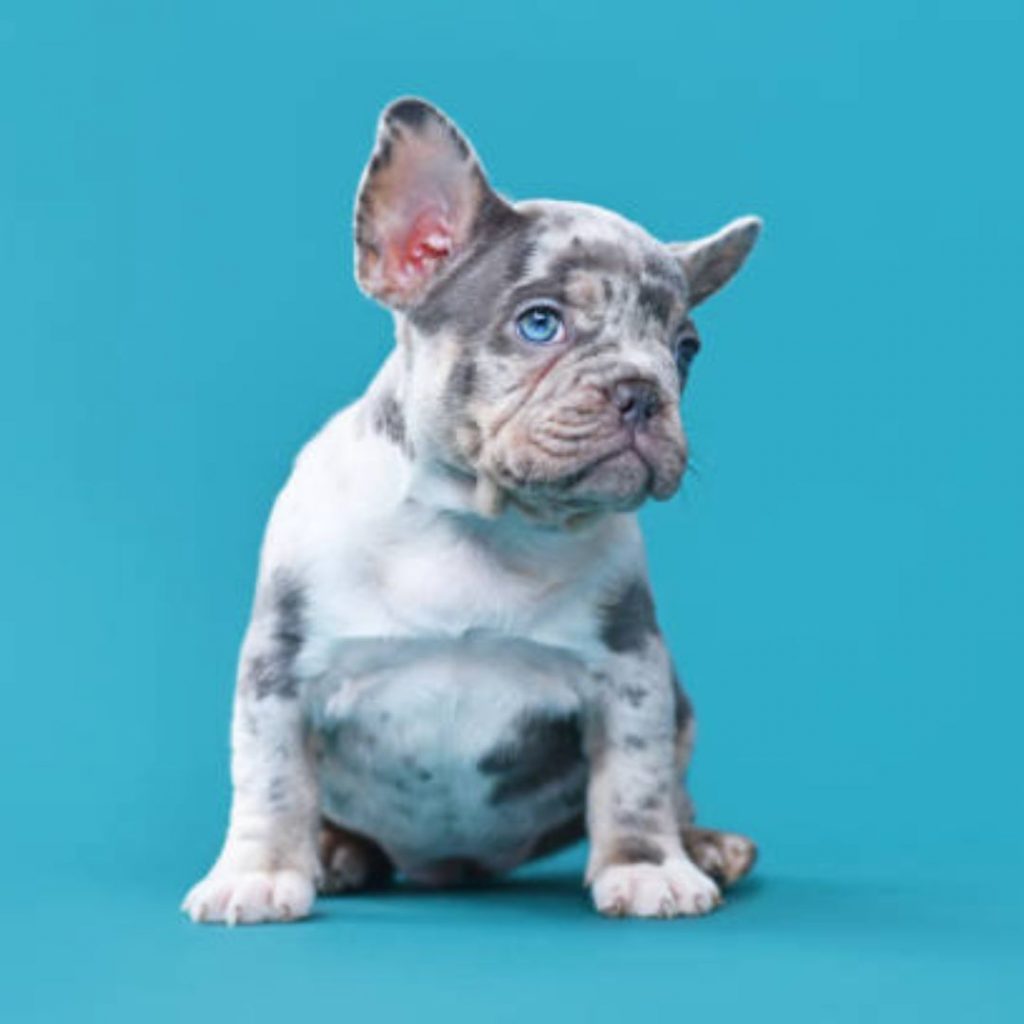 What Is A Merle French Bulldog - puppy