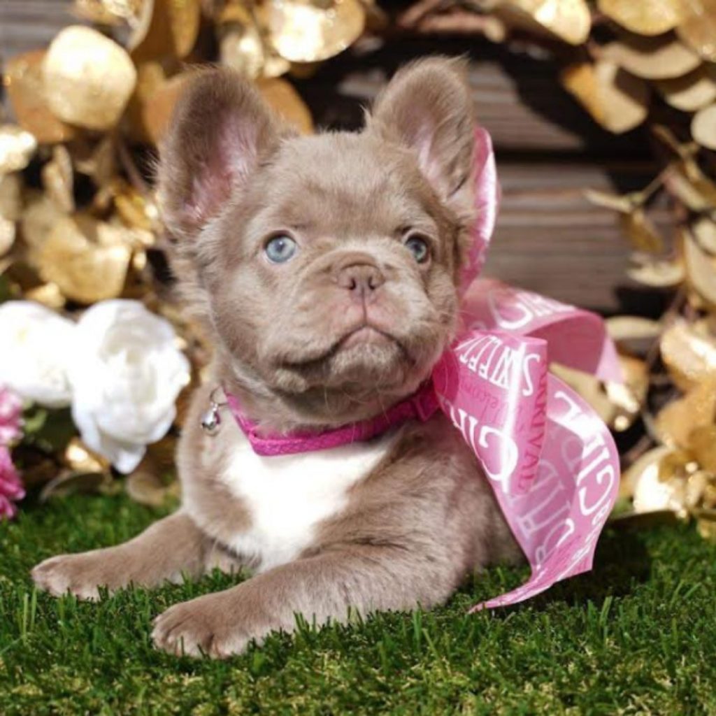 What Is The Fluffy Gene In French Bulldogs - fluffy baby