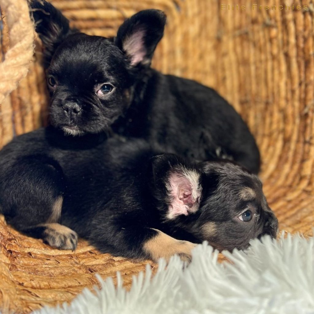 What Is The Fluffy Gene In French Bulldogs - fluffy puppies