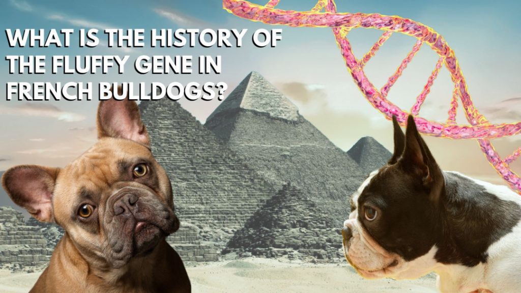 what-is-the-history-of-the-fluffy-gene-in-french-bulldogs-2