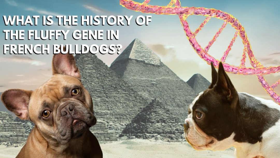 What Is The History Of The Fluffy Gene In French Bulldogs