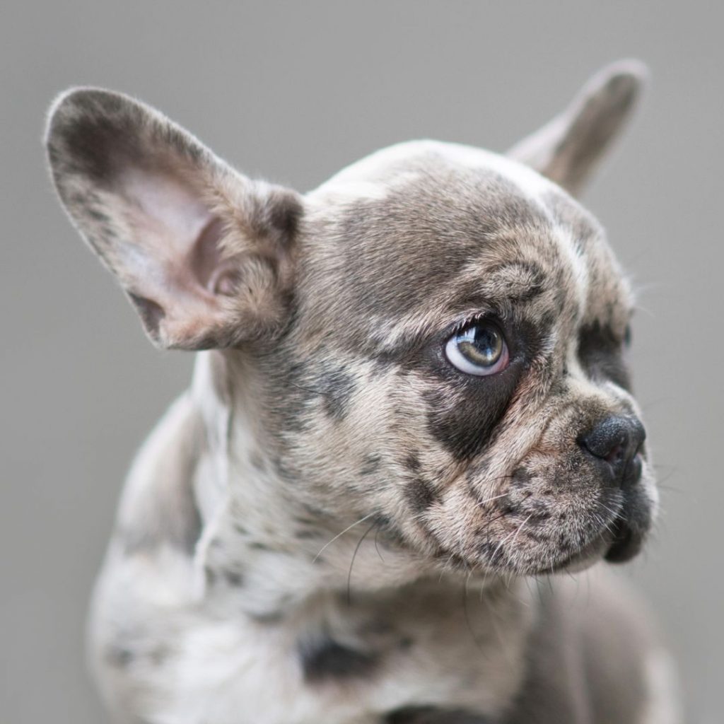 Are Merle French Bulldogs Rare fluffy puppies
