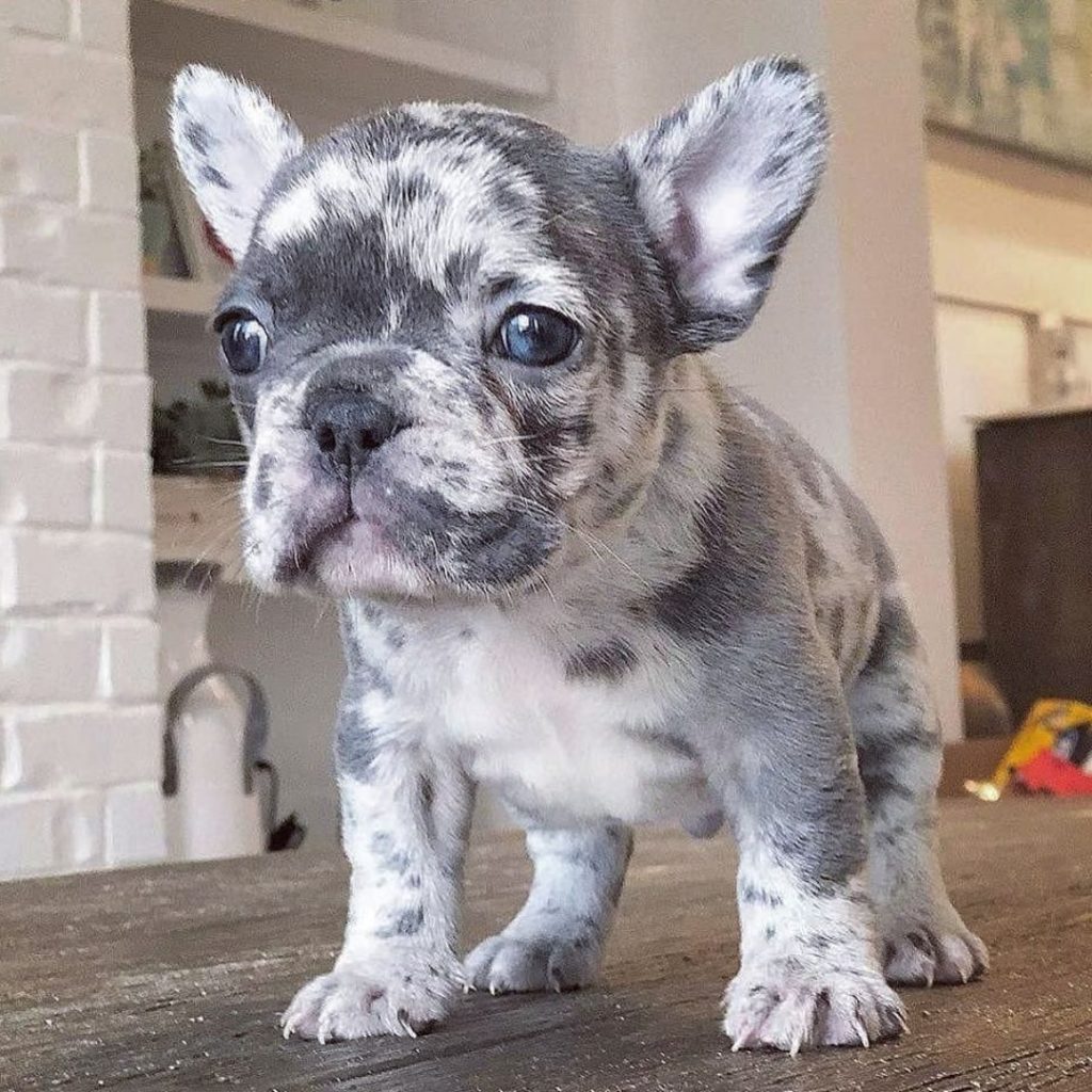 Are Merle French Bulldogs Rare merle puppy