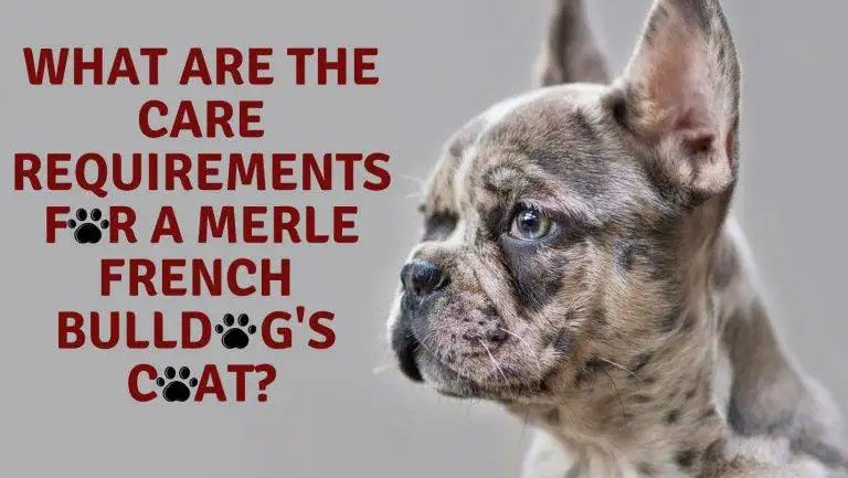 What Are The Care Requirements For A Merle French Bulldog's Coat