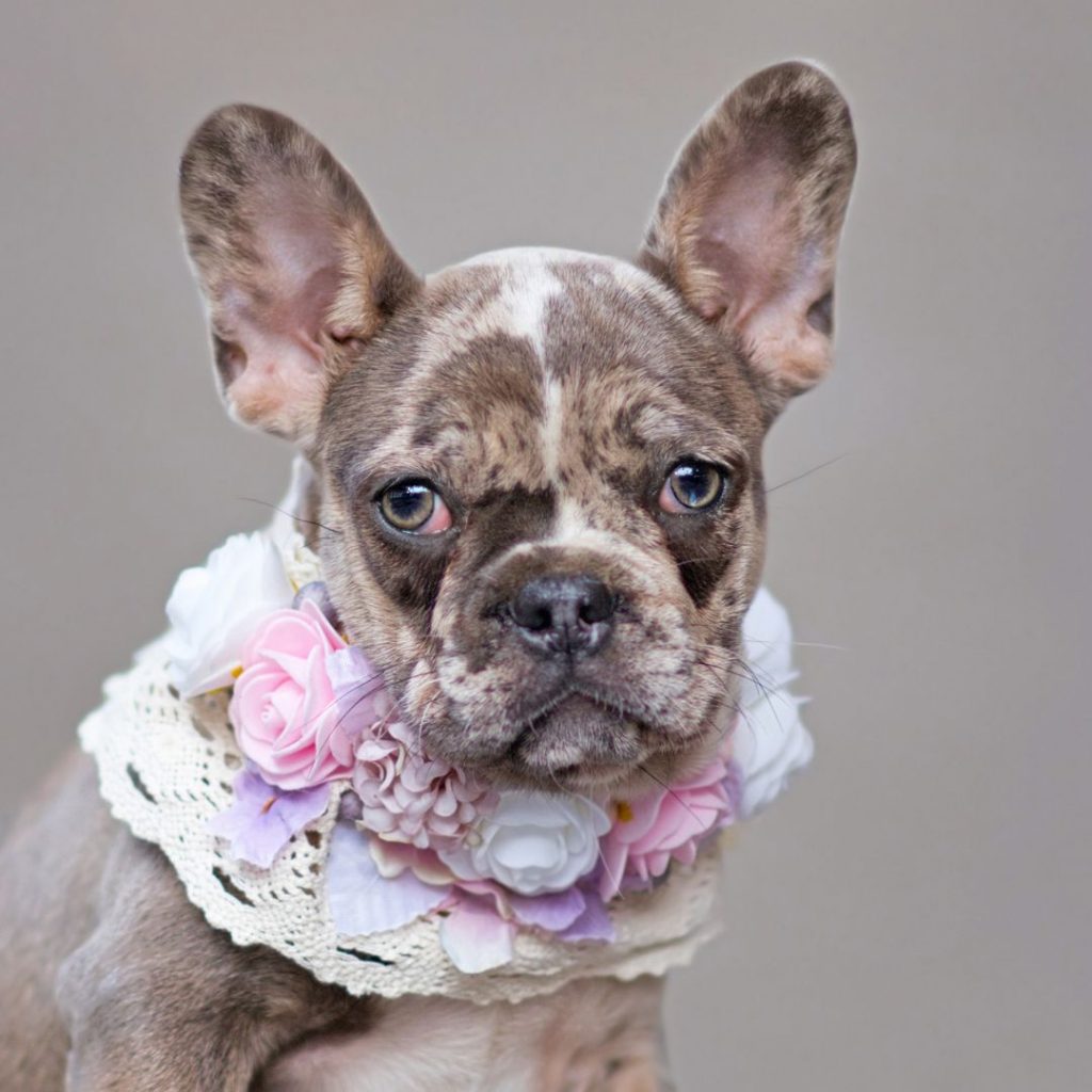 what-are-the-care-requirements-for-a-merle-french-bulldogs-coat-merle-french-bulldog