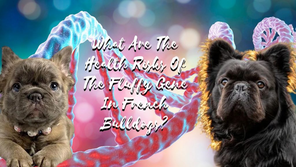 What Are The Health Risks Of The Fluffy Gene In French Bulldogs