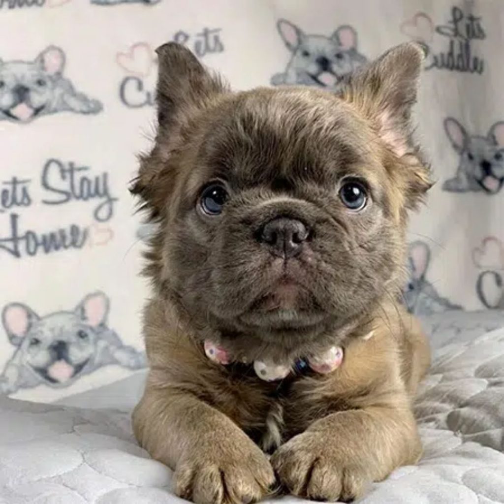 What Are The Health Risks Of The Fluffy Gene In French Bulldogs - fluffy frenchie baby