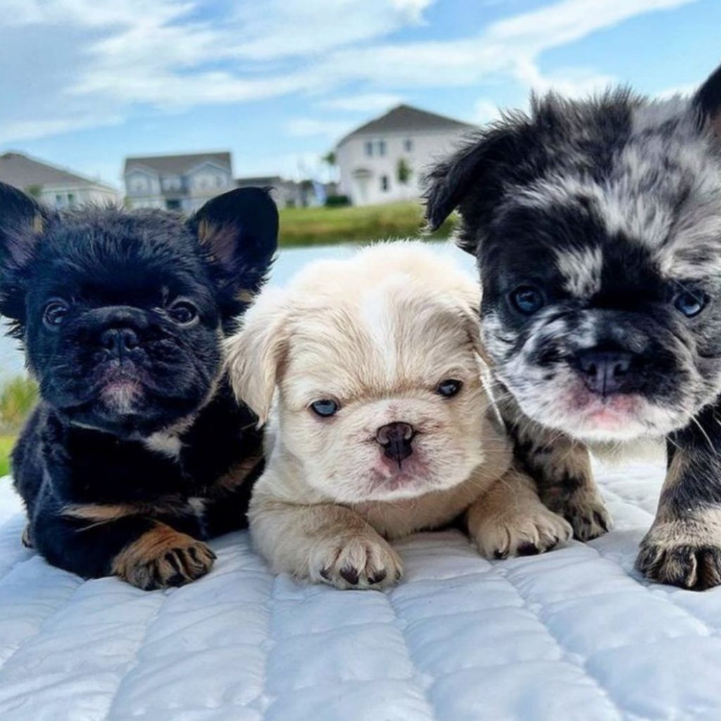 what-are-the-health-risks-of-the-fluffy-gene-in-french-bulldogs-puppies-2