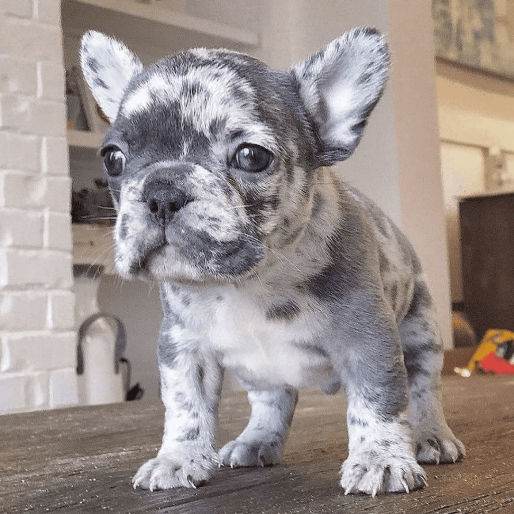 What Is The Coat Color And Pattern Of A Merle French Bulldog Merle puppy