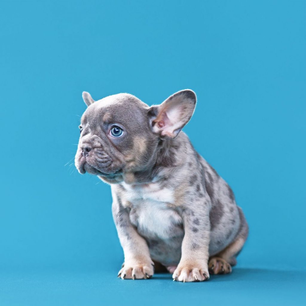 What Is The Coat Color And Pattern Of A Merle French Bulldog another puppie for sale