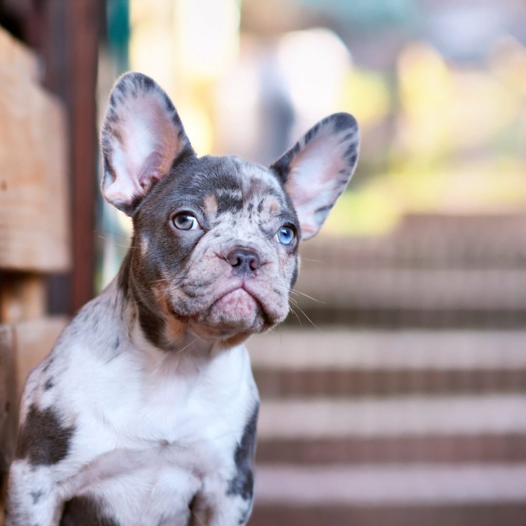 What Is The Coat Color And Pattern Of A Merle French Bulldog merle french bulldogs