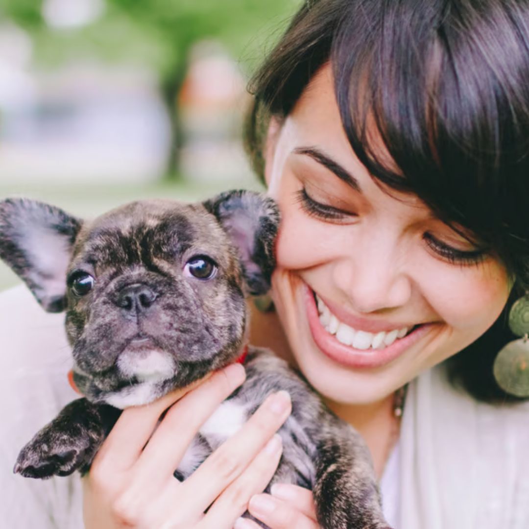 French Bulldogs for Sale