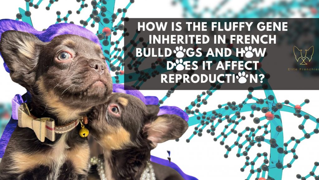 How Is The Fluffy Gene Inherited In French Bulldogs And How Does It Affect Reproduction