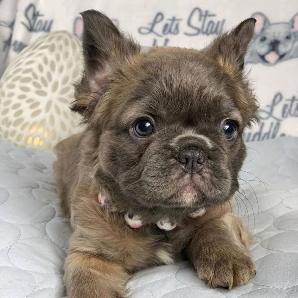 How Is The Fluffy Gene Inherited In French Bulldogs And How Does It Affect Reproduction - Brown puppy