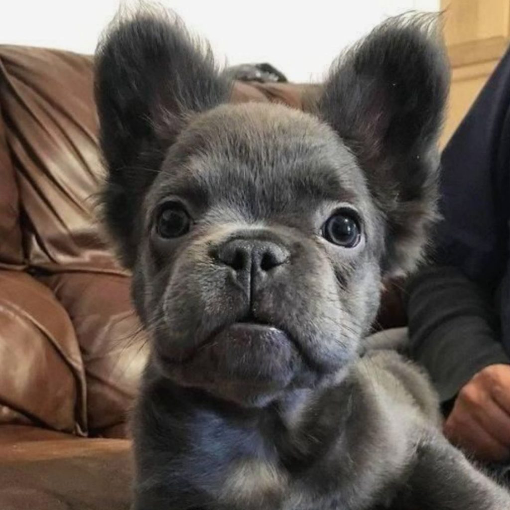 How Is The Fluffy Gene Inherited In French Bulldogs And How Does It Affect Reproduction - black puppy