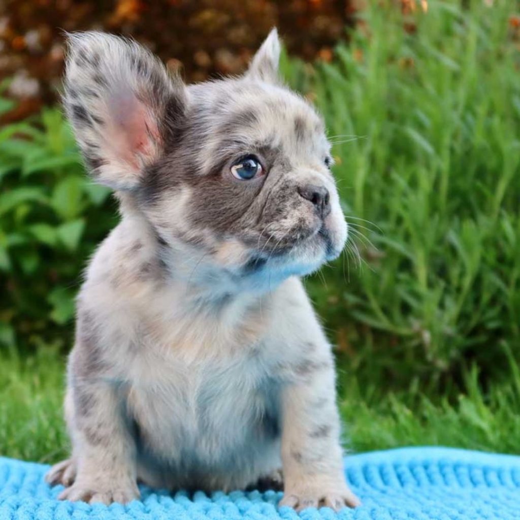 how-is-the-fluffy-gene-inherited-in-french-bulldogs-and-how-does-it-affect-reproduction-fluffy-puppy