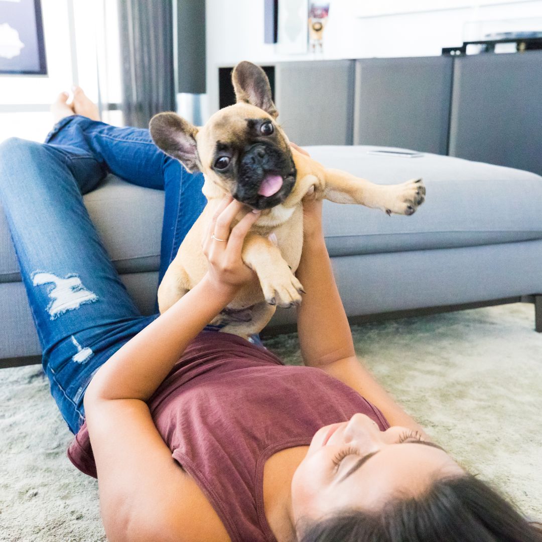 French Bulldogs for Sale