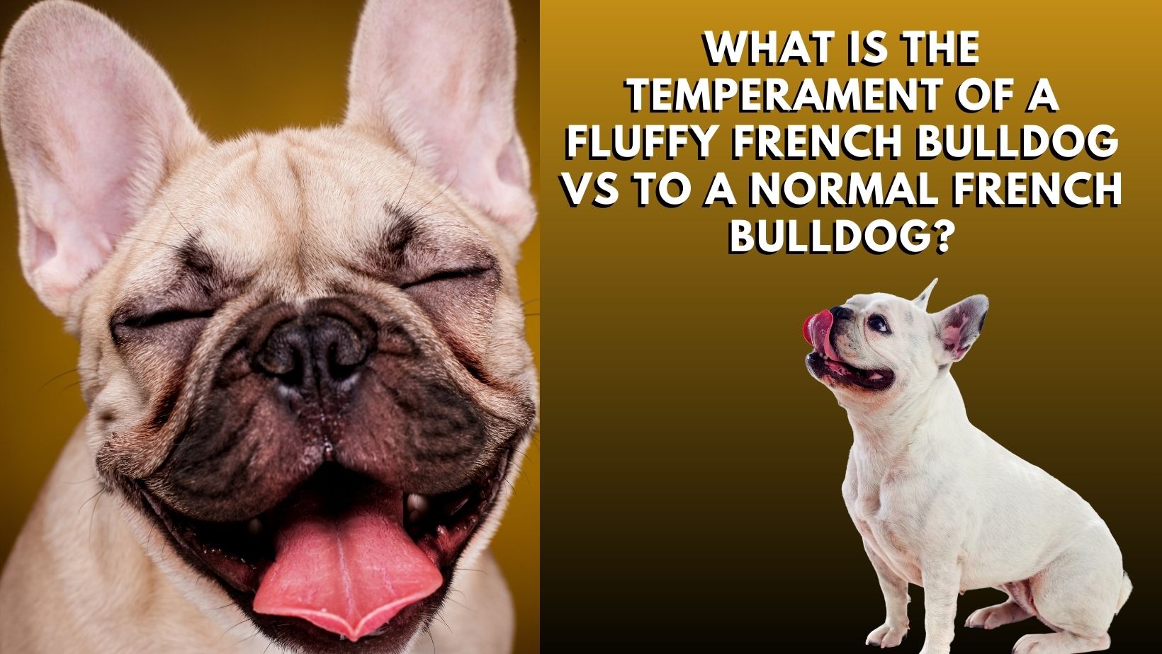 Normal French What Is The Temperament Of A Fluffy French Bulldog Vs To A Normal ...